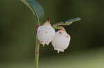 Eastern teaberry <BR>Wintergreen